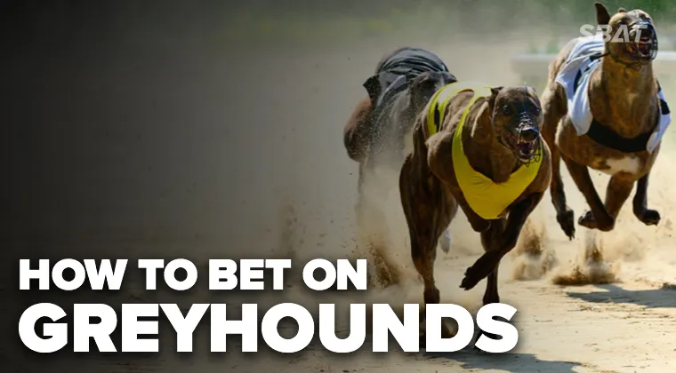 Greyhound tips: How to bet on greyhounds